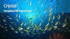  Presentation with coral reef - Presentation theme featuring snapper-fish-school-on-coral background and a teal colored foreground