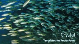  Presentation with fish ocean - Beautiful presentation theme featuring snapper fish underwater in ocean backdrop and a tawny brown colored foreground