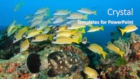  Presentation with grouper - PPT layouts with snappers and grouper fish background and a teal colored foreground