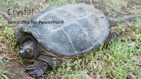  Presentation with turtle - Colorful slide deck enhanced with portrait of a happy young fitness woman stretching outdoors on sunset backdrop and a dark gray colored foreground
