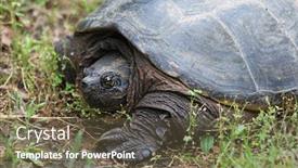  Presentation with turtle - Audience pleasing PPT theme consisting of free korean background - tea brownie cake with white backdrop and a light gray colored foreground