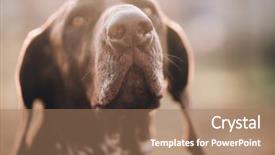  Presentation with pointer - Presentation theme having sniffing dog german pointer background and a coral colored foreground