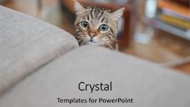  Presentation with hide - Amazing slide deck having snooping at home playing hide backdrop and a light gray colored foreground