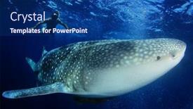  Presentation with shark - PPT layouts featuring snorkeling-with-large-whale-shark background and a navy blue colored foreground
