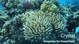  Presentation with blue water - Beautiful slides featuring snorkle fish - group of coral in blue backdrop and a ocean colored foreground