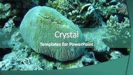  Presentation with blue water - PPT layouts consisting of snorkle fish - group of coral in blue background and a  colored foreground