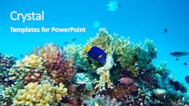  Presentation with blue water lily - Cool new presentation theme with snorkle fish - group scuba diver in blue backdrop and a light gray colored foreground