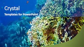  Presentation with blue water lily - Presentation theme having snorkle fish - group scuba diver in blue background and a  colored foreground