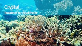  Presentation with blue water - PPT theme having snorkle fish - group scuba diver in blue background and a  colored foreground