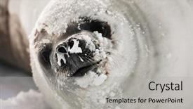  Presentation with camera - Beautiful presentation featuring snot-nosed seal angrily looks backdrop and a light gray colored foreground