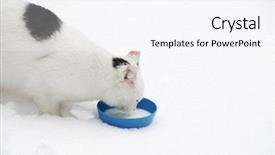  Presentation with snow cat - Amazing PPT theme having snow and is drinking milk backdrop and a white colored foreground