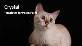  Presentation with snow cat - Presentation having snow bengal cat isolated on black background background and a black colored foreground