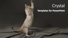  Presentation with snow cat - Amazing presentation having snow bengal cat standing to reach something backdrop and a dark gray colored foreground