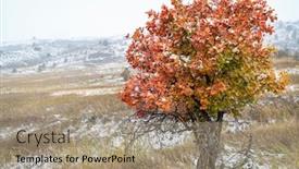  Presentation with blizzard - Presentation consisting of snow blizzard and fall colors at colorado foothills horsetooth mountain park near fort collins background and a coral colored foreground
