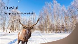  Presentation with tourism - Audience pleasing theme consisting of snow-covered aspen grove journey backdrop and a light blue colored foreground