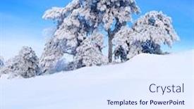  Presentation with snow tree - Presentation theme having snow-covered-pine-tree background and a sky blue colored foreground