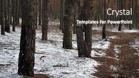  Presentation with winter forest - Theme enhanced with snow-covered-plants background and a tawny brown colored foreground