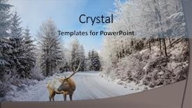  Presentation with christmas red - Cool new slides with snow-covered road in the northern christmas wood the red deer with branchy horns costs on a skiing run backdrop and a light blue colored foreground