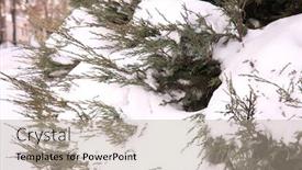  Presentation with snow - Slide set featuring snow-covered-thuya-bush background and a mint green colored foreground