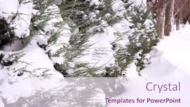  Presentation with snow - PPT theme having snow-covered-thuya-bush background and a sky blue colored foreground