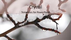  Presentation with snow tree - Cool new slide deck with snow covered tree branch backdrop and a coral colored foreground