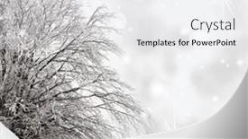  Presentation with sparkle - Presentation theme consisting of snow-covered-tree-with-sparkle background and a white colored foreground