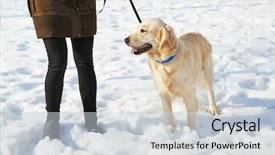  Presentation with golden revetment wall putty high - Slide set featuring snow dog - golden retriever going background and a lemonade colored foreground