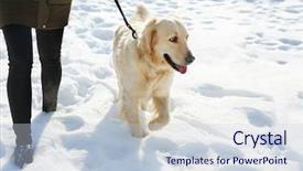  Presentation with walk - PPT layouts featuring snow dog - golden retriever going background and a lemonade colored foreground