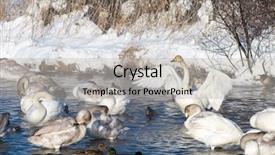  Presentation with siberia - Beautiful presentation featuring snow flock - beautiful white whooping swans swimming backdrop and a  colored foreground