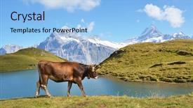  Presentation with cow - Cool new presentation design with snow flock - cow in alpine meadow jungfrau backdrop and a light blue colored foreground