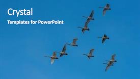  Presentation with flying - Theme enhanced with snow flock - flying white whooping swans altay background and a teal colored foreground