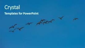  Presentation with siberia - Slide deck consisting of snow flock - flying white whooping swans altay background and a ocean colored foreground