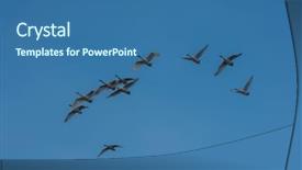  Presentation with white dove flying - PPT theme consisting of snow flock - flying white whooping swans altay background and a ocean colored foreground