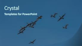  Presentation with siberia - Presentation theme with snow flock - flying white whooping swans altay background and a ocean colored foreground