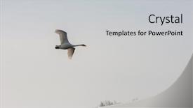  Presentation with siberia - Colorful PPT theme enhanced with snow flock - flying white whooping swans altay backdrop and a light gray colored foreground