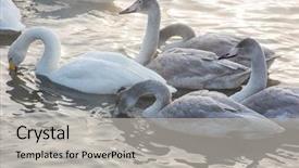  Presentation with babbling brook beautiful reflections - Theme having beautiful white whooping swan background and a light gray colored foreground