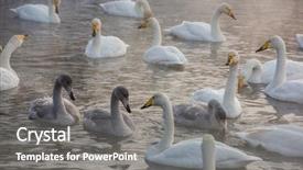  Presentation with winter family - Slide deck featuring beautiful white whooping swan background and a light gray colored foreground