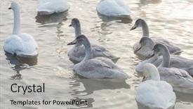  Presentation with winter family - Audience pleasing presentation theme consisting of beautiful white whooping swan backdrop and a light gray colored foreground