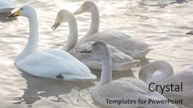  Presentation with winter family - Cool new presentation design with beautiful white whooping swan backdrop and a light gray colored foreground