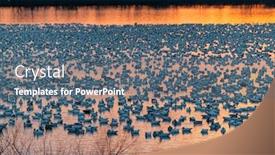  Presentation with migration - PPT theme consisting of snow-goose-migration-at-lake background and a gray colored foreground
