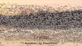  Presentation with migration - Presentation with snow-goose-migration-at-lake background and a coral colored foreground