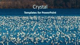  Presentation with migration - Slide deck with snow-goose-migration-at-lake background and a ocean colored foreground