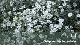  Presentation with plant - Slides enhanced with snow-in-summer-cerastium-tomentosum background and a dark gray colored foreground
