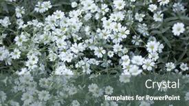  Presentation with plant - Slides consisting of snow-in-summer-cerastium-tomentosum background and a dark gray colored foreground