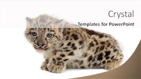  Presentation with snow - Colorful theme enhanced with snow-leopard-cub-panthera-uncia backdrop and a white colored foreground