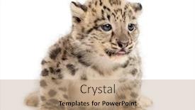  Presentation with snow - Audience pleasing PPT theme consisting of snow-leopard-cub-panthera-uncia backdrop and a coral colored foreground