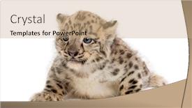 Presentation with snow - Slide set with snow-leopard-cub-panthera-uncia background and a coral colored foreground