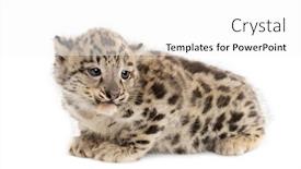  Presentation with snow - Theme having snow-leopard-cub-panthera-uncia background and a white colored foreground