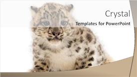  Presentation with snow - PPT theme consisting of snow-leopard-cub-panthera-uncia background and a white colored foreground