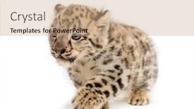  Presentation with snow - Beautiful PPT layouts featuring snow-leopard-cub-panthera-uncia backdrop and a coral colored foreground